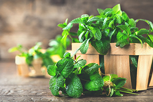 Mint Leaves
