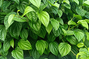Betel leaves