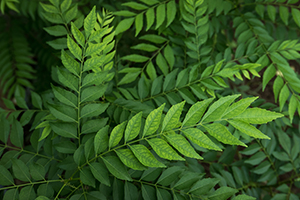Curry leaves