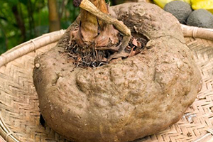 Elephant yam
