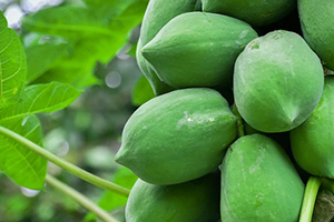 Raw papaya