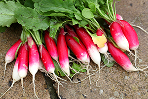 Pink Radish