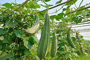 Ridge gourd