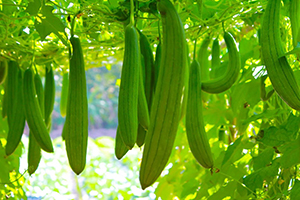 Sponge gourd